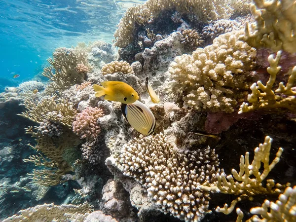 Sulphur Damselfish and Blacktail butterflyfish fish on coral gar — Stock Photo, Image