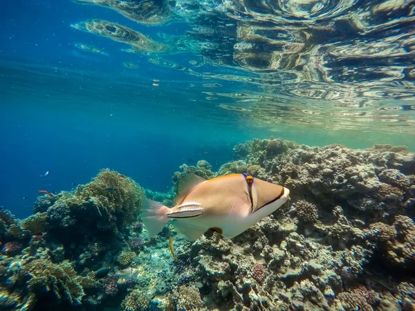 Arabian Triggerfish on coral garden in red sea, Egypt — Stock Photo, Image