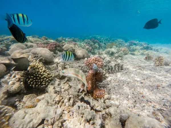 Rafa ośmiornicy (ośmiornica cyanea) i ryb na rafy koralowej — Zdjęcie stockowe
