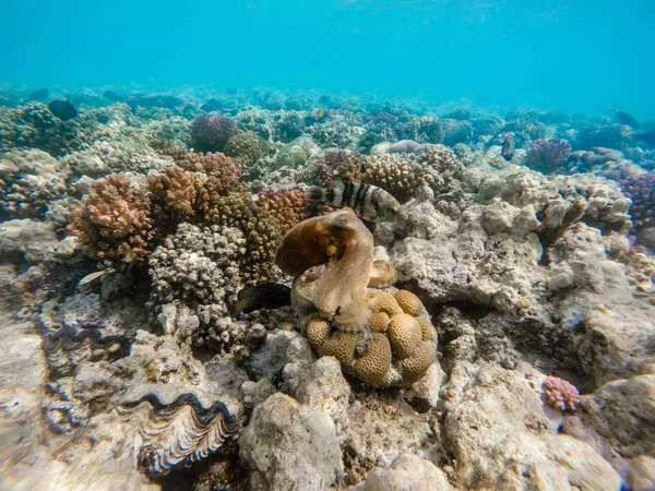 Polvo do recife (Octopus cyanea) e peixes no recife de coral — Fotografia de Stock