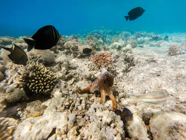 Rafa ośmiornicy (ośmiornica cyanea) i ryb na rafy koralowej — Zdjęcie stockowe