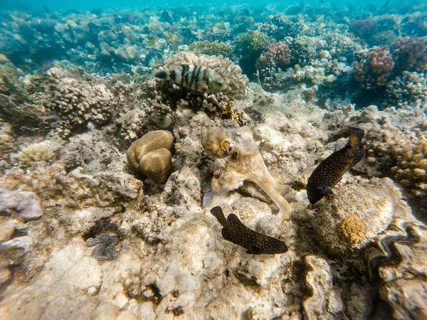 Polvo recifal (Octopus cyanea) no recife de coral — Fotografia de Stock