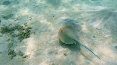 Bluespotted ribbontail ray (Taeniura lymma), Mısır