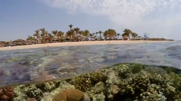 Underwater surface split view of coral fish and resort beach — Stock Video