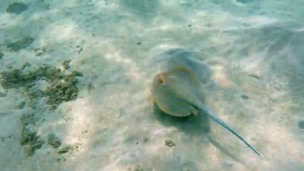 Raio de ribbontail Bluespotted (Taeniura lymma), Egipto — Vídeo de Stock