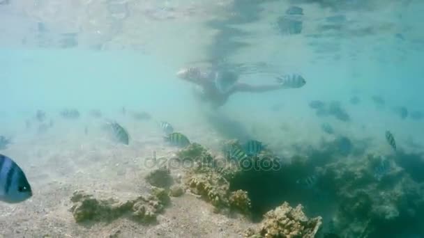 サンゴ礁の魚たち、紅海、エジプトの学校と浅い水で泳ぐ女性シュノーケル — ストック動画