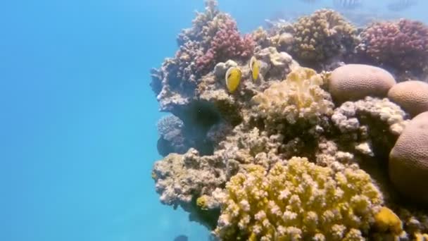 Red Sea, Mısır mercan Bahçe üzerinde balık sürüsü — Stok video