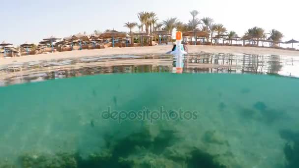 Femme plongée avec tuba dans les eaux peu profondes avec des poissons coralliens, Mer Rouge, Egypte — Video