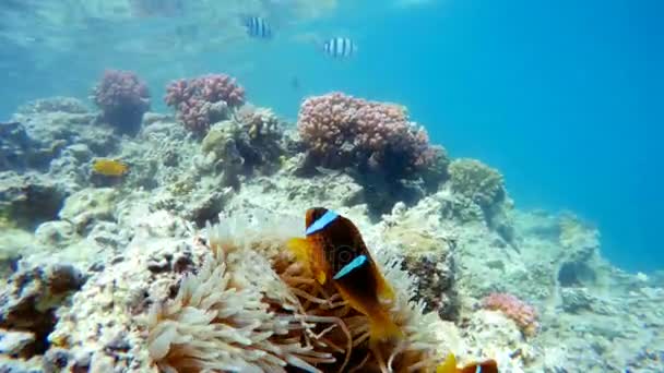 Clown vis in de buurt van zeeanemonen, rode zee, marsa Alam, Egypte — Stockvideo