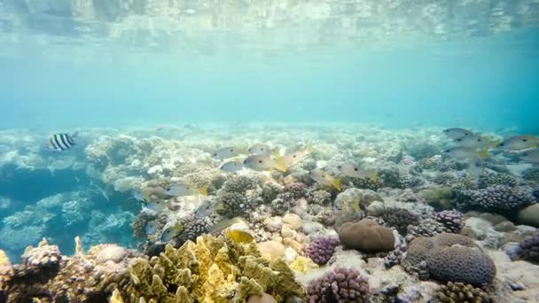 École de poissons sur le jardin de corail en mer rouge, Egypte — Video