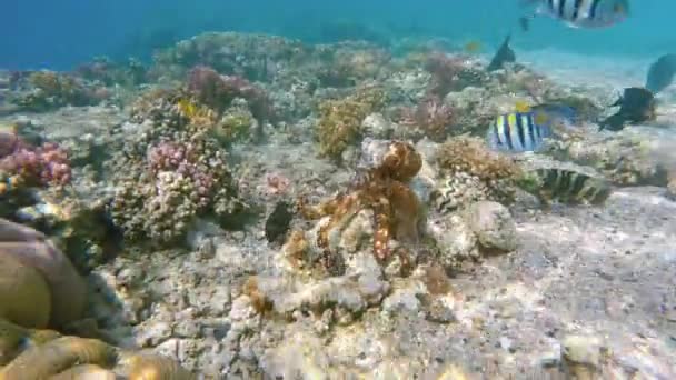 Pulpo de arrecife (Octopus cyanea) y peces en arrecife de coral — Vídeo de stock