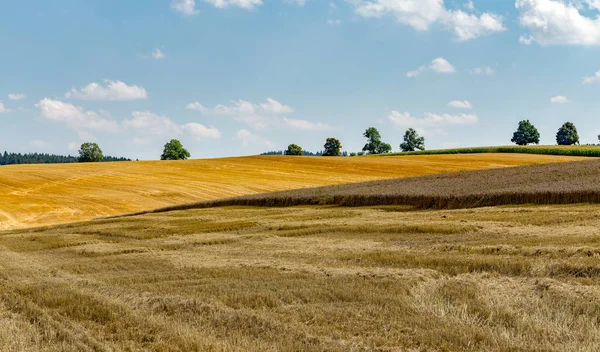 Letní částečně sklizené pšeničné pole — Stock fotografie