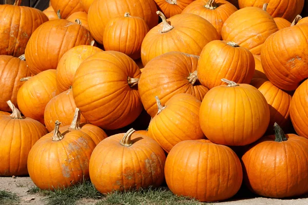 Ripe autumn pumpkins on the farm — Stock Photo, Image