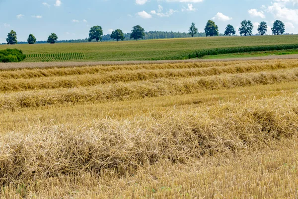 Campo de trigo parcialmente cosechado verano — Foto de Stock