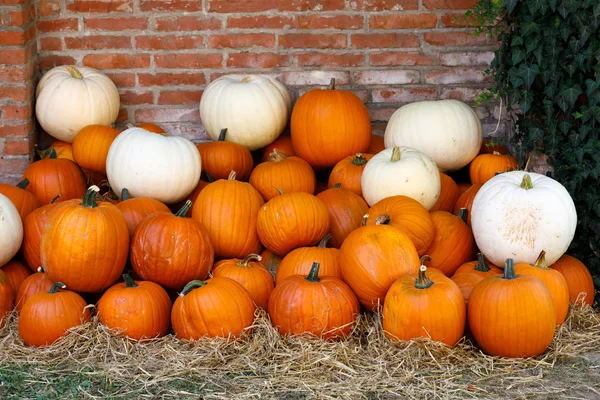 Ripe autumn pumpkins on the farm — Stock Photo, Image