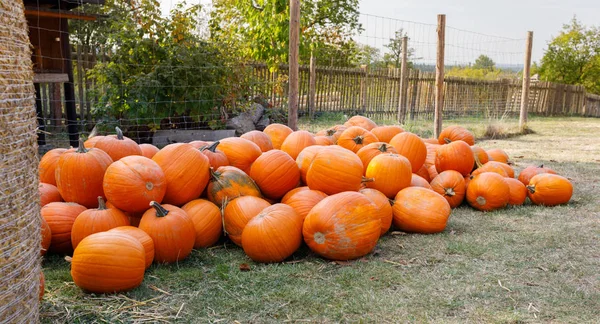 Rijpe najaar pompoenen op de boerderij — Stockfoto