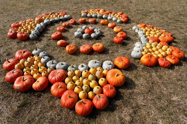 Abóboras maduras de outono ornamentos na fazenda — Fotografia de Stock