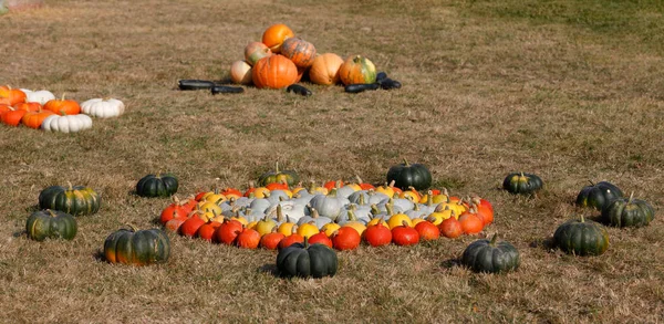 Rijpe najaar pompoenen ornamenten op de boerderij — Stockfoto