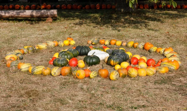 Ripe autumn pumpkins ornaments on the farm — Stock Photo, Image