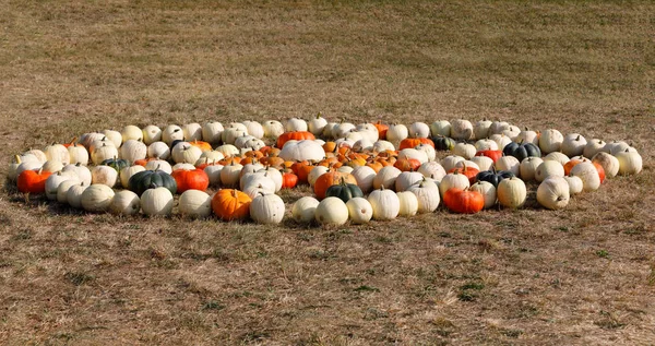 Ripe autumn pumpkins ornaments on the farm — Stock Photo, Image