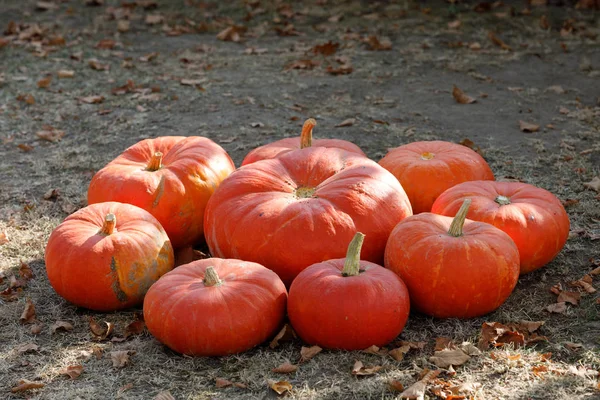 Ripe autumn pumpkins ornaments on the farm — Stock Photo, Image