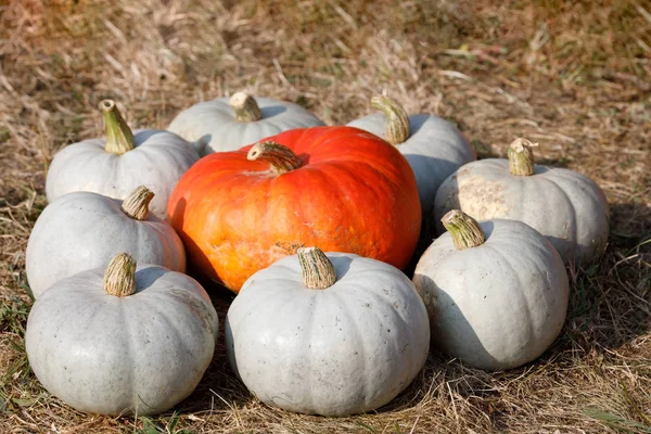 Calabazas maduras de otoño adornos en la granja —  Fotos de Stock