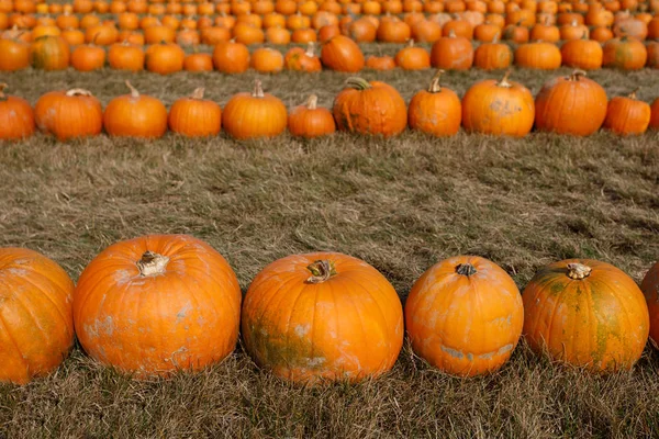 Ornements de citrouilles d'automne mûrs à la ferme — Photo