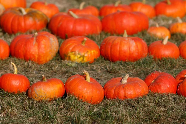 Ripe autumn pumpkins ornaments on the farm — Stock Photo, Image