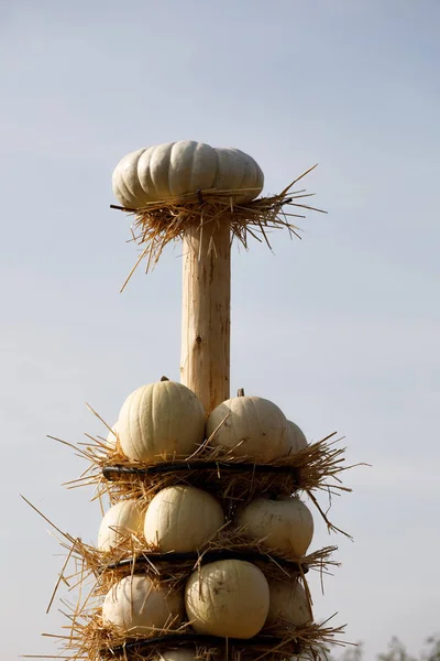 Ripe autumn pumpkins arranged on totem in farm — Stock Photo, Image