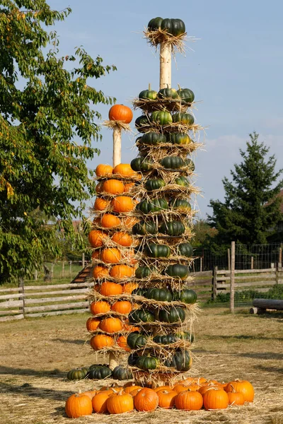 Ripe autumn pumpkins arranged on totem in farm — Stock Photo, Image