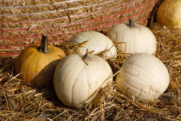 Différents types de citrouilles d'automne mûres à la ferme — Photo