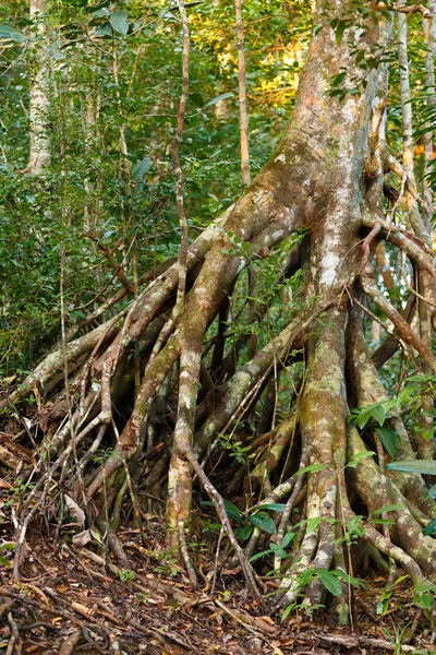 Regenwald in Masoala, Madagaskar-Wildnis — Stockfoto