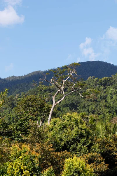 Bosque lluvioso en el parque nacional Masoala, Madagascar — Foto de Stock
