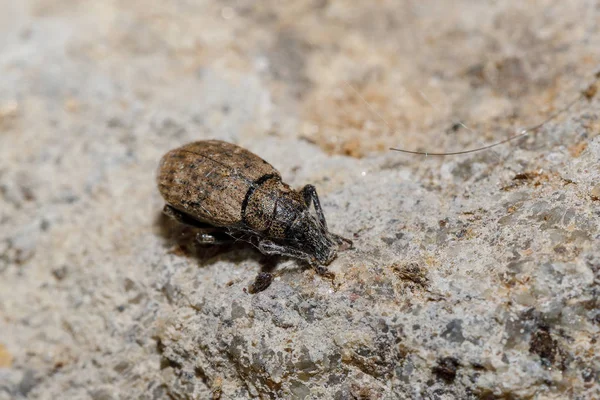 Charançon de la vigne noire - Otiorhynchus sulcatus — Photo