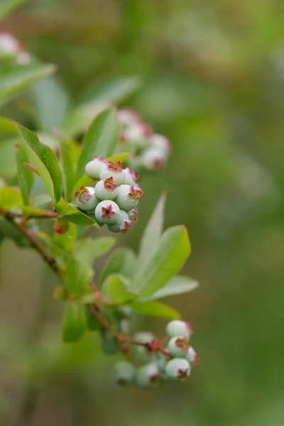 Ramita de fruta de baya azul grande inmadura — Foto de Stock