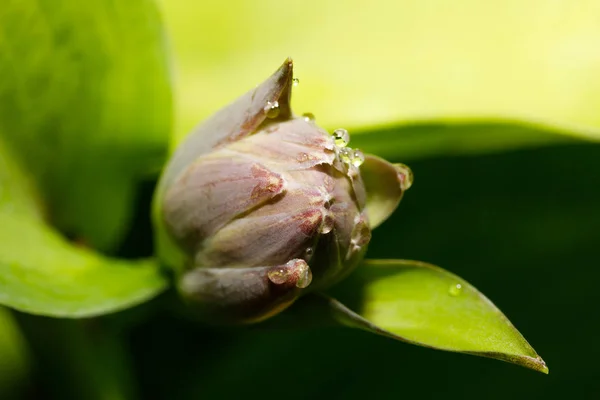 Groene plant bloem bud closeup — Stockfoto