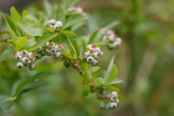 Galho de Unripe grande fruta de baga azul — Fotografia de Stock