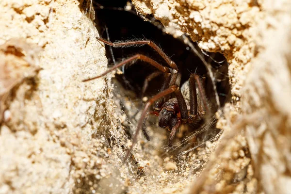 Garden spider in the Liocranidae family — Stock Photo, Image