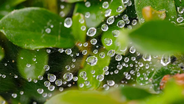 Water drops on spider web — Stock Photo, Image