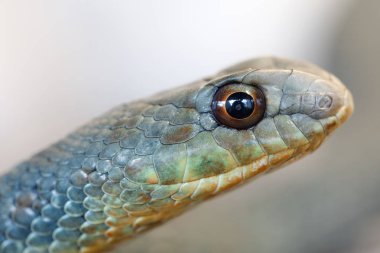 Montpellier snake (Malpolon insignitus)