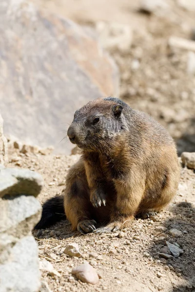 Marmota alpina (Marmota marmota latirostris) en la roca — Foto de Stock