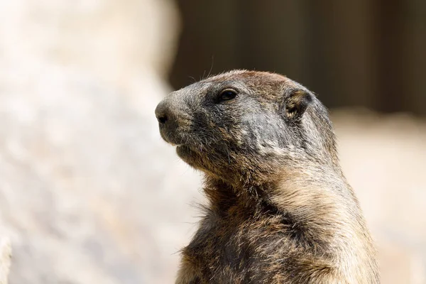Murmeltier (marmota marmota latirostris) auf dem Felsen — Stockfoto