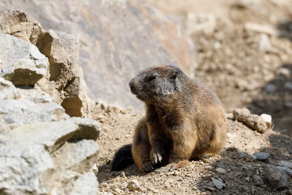 Murmeltier (marmota marmota latirostris) auf dem Felsen — Stockfoto