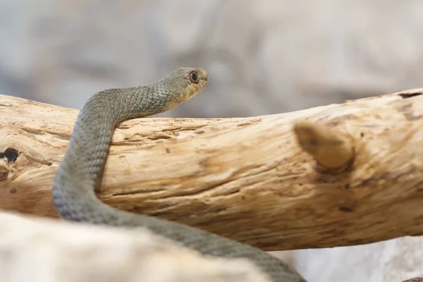 Montpellier snake (Malpolon insignitus) — Stock fotografie