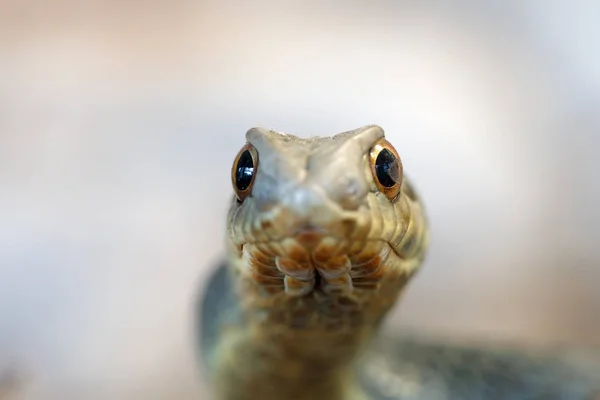 Montpellier ular (Malpolon lencana ) — Stok Foto