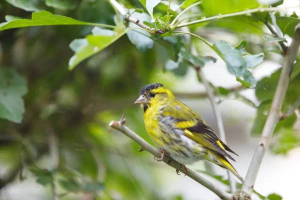 Čížek lesní (Spinus spinus) malý zpěvný pták — Stock fotografie