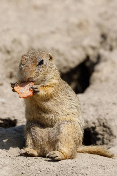 Esquilo terrestre europeu (Spermophilus citellus ) — Fotografia de Stock