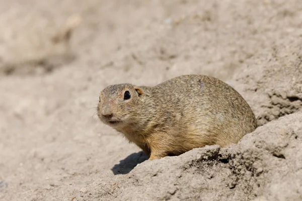 Esquilo terrestre europeu (Spermophilus citellus ) — Fotografia de Stock