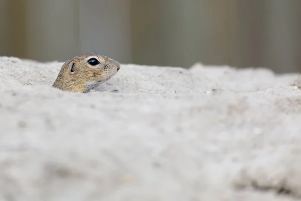 Esquilo terrestre europeu (Spermophilus citellus ) — Fotografia de Stock