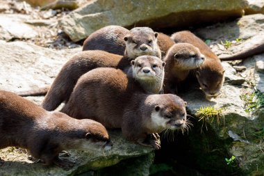 Avrupa su samuru (Lutra lutra ailesi)